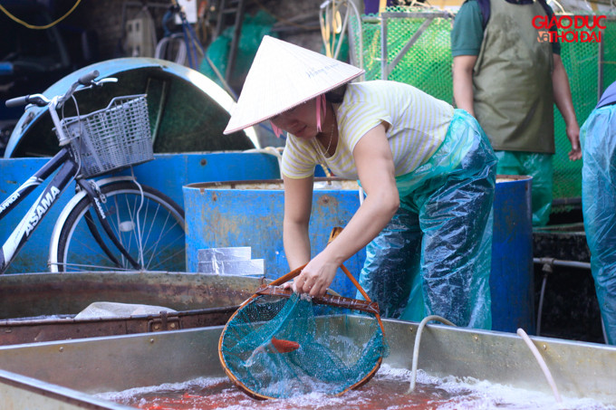 Những con cá chép khỏe mạnh sẽ được lựa chọn và giúp các gia đình làm lễ tiễn ông Táo về trời. Những con cá chép khỏe mạnh sẽ được lựa chọn và giúp các gia đình làm lễ tiễn ông Táo về trời.