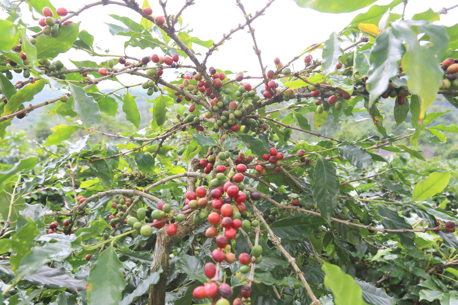 Thời gian này, bà con bước vào chính vụ thu hoạch cà phê.