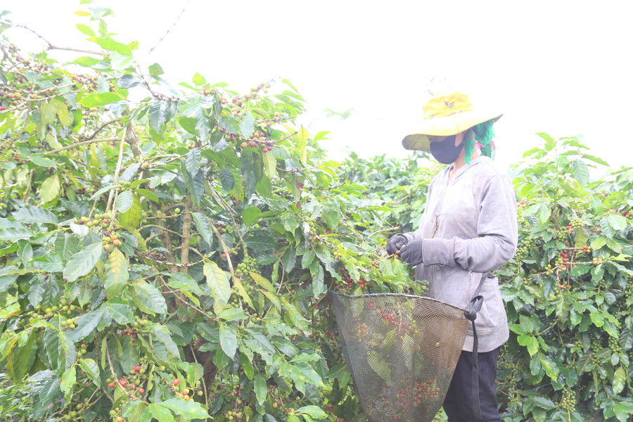 Nông dân mong muốn các doanh nghiệp, cơ sở chế biến cần niêm yết cà phê.