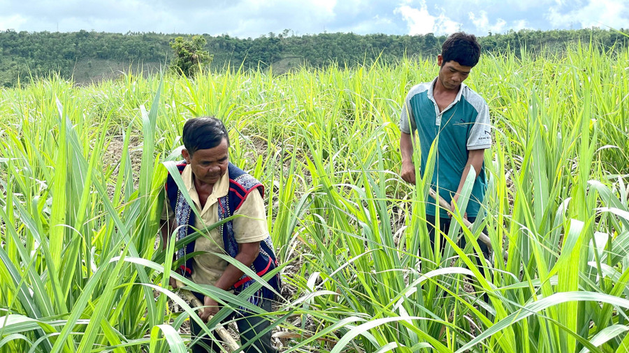 Nhờ sự quan tâm, hỗ trợ của các cấp chính quyền gia đình anh Đinh Ươn (bên phải) đã thoát nghèo.
