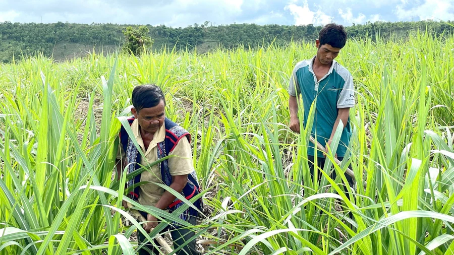 Nhờ sự quan tâm, hỗ trợ của các cấp chính quyền gia đình anh Đinh Ươn (bên phải) đã thoát nghèo.