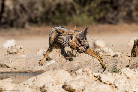 Chó rừng tung tuyệt kỹ phi thân săn gà cát - Ảnh 5 Cho rung tung tuyet ky phi than san ga cat - Anh 5