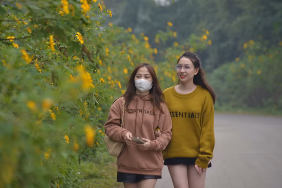 Giới trẻ Hà Nội mê mẩn check-in những đồi dã quỳ vàng rực tại Ba Vì ảnh 4