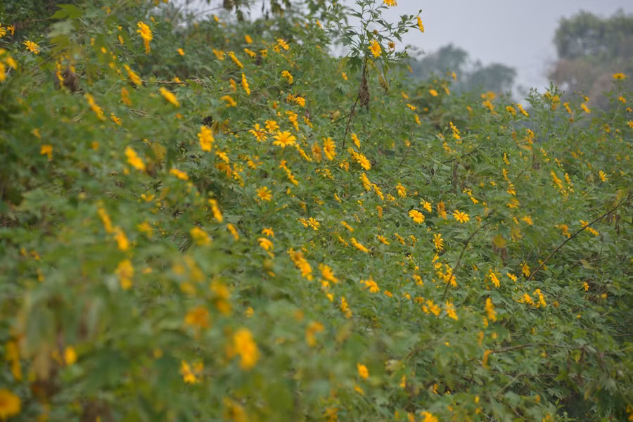 Giới trẻ Hà Nội mê mẩn check-in những đồi dã quỳ vàng rực tại Ba Vì ảnh 7