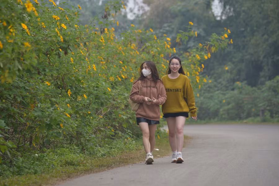 Hoa dã quỳ nở rộ tại Vườn Quốc gia Ba Vì đang là điểm thu hút rất đông các bạn trẻ đến để check-in.