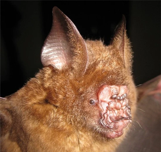 Loài dơi Grifin mũi lá (Hipposideros griffin).