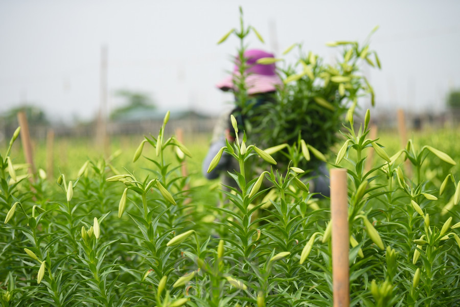 Người dân Tây Tựu tất bật thu hoạch hoa loa kèn nở sớm ảnh 6