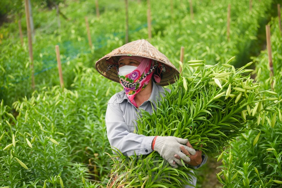 Những bó hoa loa kèn nở sớm giúp người dân được giá hơn.