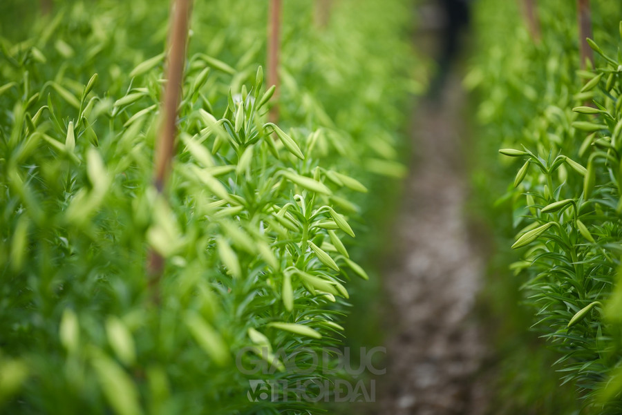 Người dân trồng hoa cho biết, loa kèn thường được trồng chủ yếu vào tháng 8, tháng 9 nhưng phải chờ đến tháng 3 – 4 năm sau mới được thu hoạch.