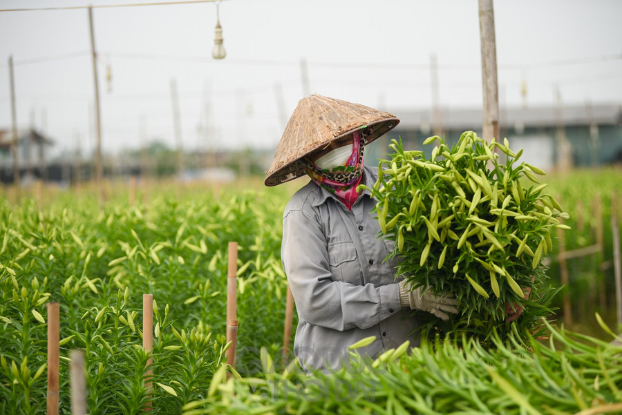 Người trồng hoa ở Tây Tựu hy vọng từ nay đến cuối vụ thời tiết thuận lợi, giá hoa tăng để có một vụ mùa bội thu.