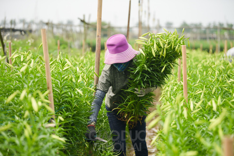 Chúng được người dân ưa trồng vì dễ chăm sóc, củ giống giá rẻ, có thể trồng lại. Nếu được chăm sóc tốt, một cành có thể cho tới 3 đến 4 bông.