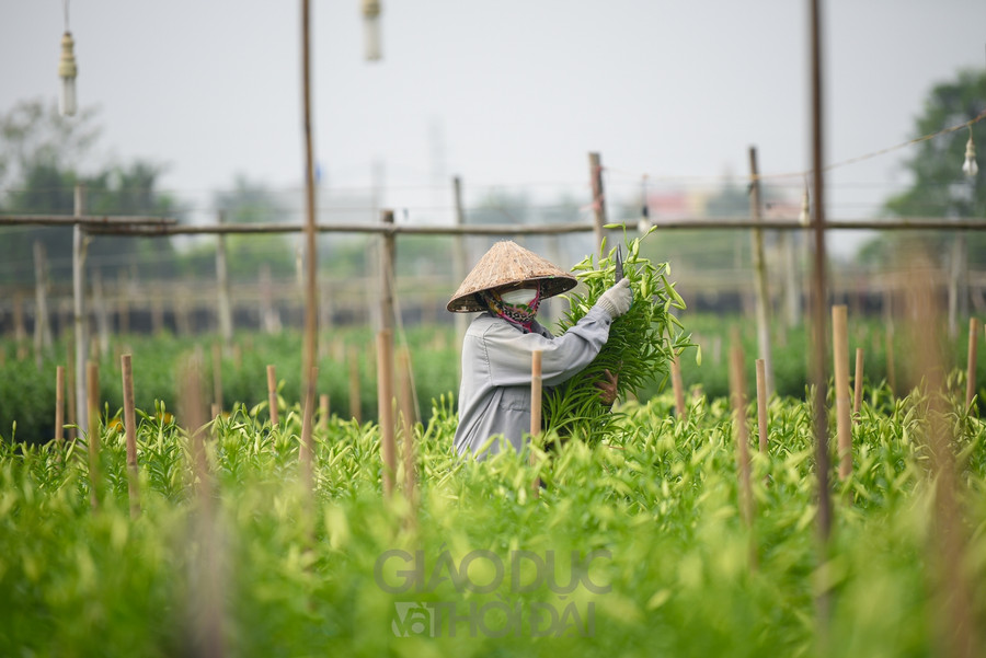 Hiện nay, đang vào vụ chính là loại kèn ta, ngoài ra còn có một loại kèn khác mà các tiểu thương vẫn hay gọi là &quot;kèn tàu&quot;.