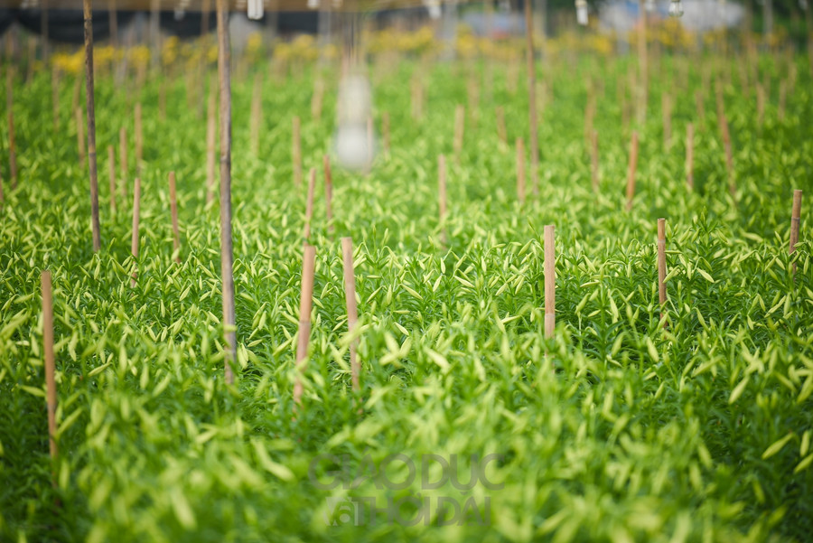 Những năm gần đây, nhiều người ở làng hoa Tây Tựu thuê đất, trồng hoa tại Hạ Mỗ (Đan Phượng, Hà Nội) bởi ở đây đất tốt, hợp với sự sinh trưởng của hoa loa kèn.