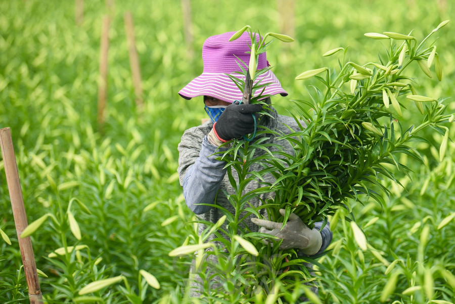 Người dân Tây Tựu tất bật thu hoạch hoa loa kèn nở sớm ảnh 4