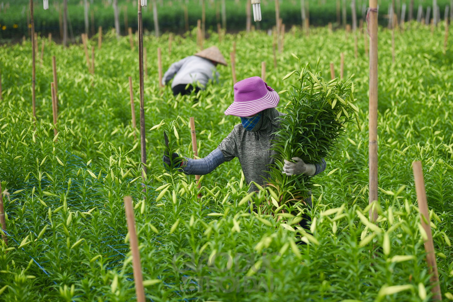 Người dân Tây Tựu tất bật thu hoạch hoa loa kèn nở sớm ảnh 2