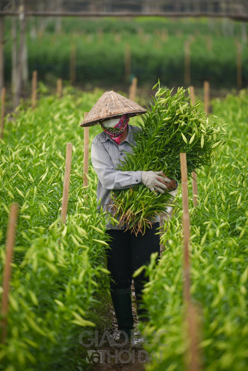 Người dân Tây Tựu tất bật thu hoạch hoa loa kèn nở sớm ảnh 9