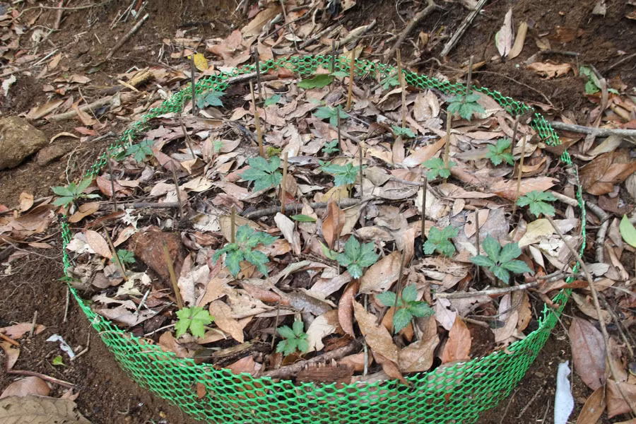 Sâm Ngọc Linh được trồng và chăm sóc kĩ lưỡng dưới những tán rừng.