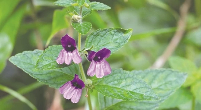 Bài thuốc hay chữa bệnh gan - mật