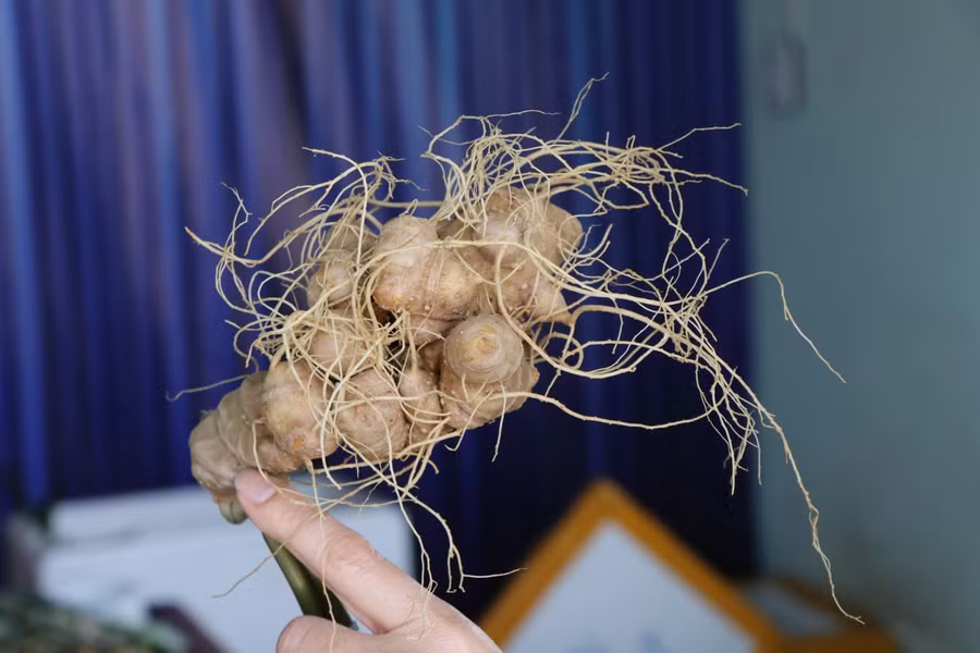 Các đối tượng sử dụng củ từ tỉnh phía Bắc để "đội lốt" sâm Ngọc Linh Kon Tum nhằm bán cho người tiêu dùng.