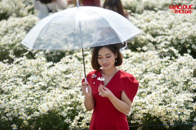 Mùa cúc họa mi chỉ kéo dài khoảng hơn 1 tháng nên ai cũng tranh thủ đi chụp ảnh với loài hoa đặc biệt này.