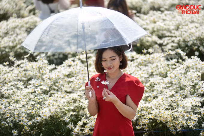 Mùa cúc họa mi chỉ kéo dài khoảng hơn 1 tháng nên ai cũng tranh thủ đi chụp ảnh với loài hoa đặc biệt này.