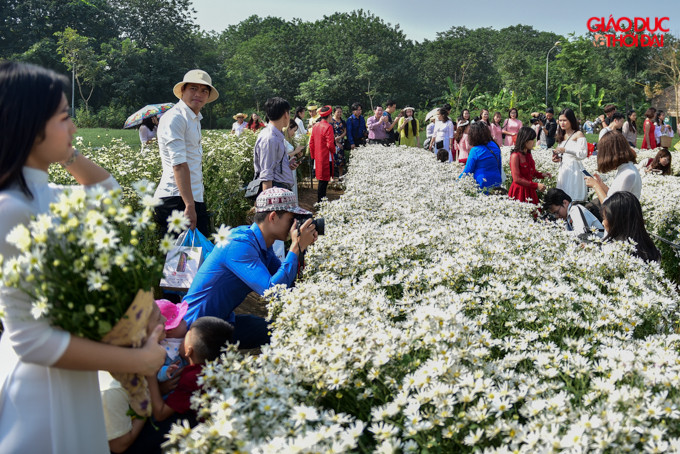 Mùa cúc họa mi thường ngắn nên người Hà Nội rất háo hức mỗi khi hoa nở. Nhiều bạn trẻ tìm đến những vườn cúc họa mi khu Nhật Tân hay bãi đá sông Hồng chỉ để chụp ảnh và lưu giữ tuổi thanh xuân của mình.