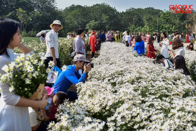 Mùa cúc họa mi thường ngắn nên người Hà Nội rất háo hức mỗi khi hoa nở. Nhiều bạn trẻ tìm đến những vườn cúc họa mi khu Nhật Tân hay bãi đá sông Hồng chỉ để chụp ảnh và lưu giữ tuổi thanh xuân của mình.