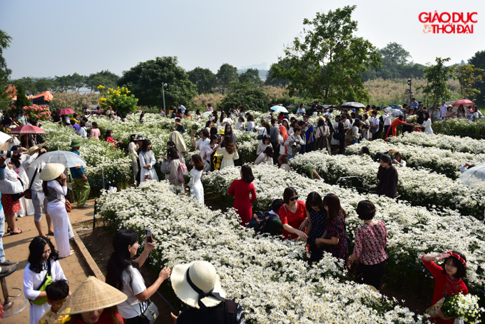 Bãi sông Hồng, vườn hoa Nhật Tân có nhiều hoa cúc hoạ mi thu hút đông người dân đến vui chơi, chụp hình lưu niệm vào dịp cuối tuần.