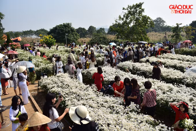 Bãi sông Hồng, vườn hoa Nhật Tân có nhiều hoa cúc hoạ mi thu hút đông người dân đến vui chơi, chụp hình lưu niệm vào dịp cuối tuần.
