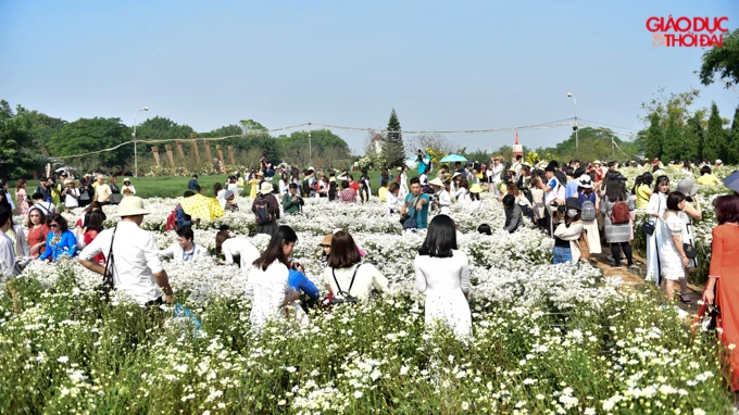 Chen chân tại cúc hoạ mi đầu mùa.