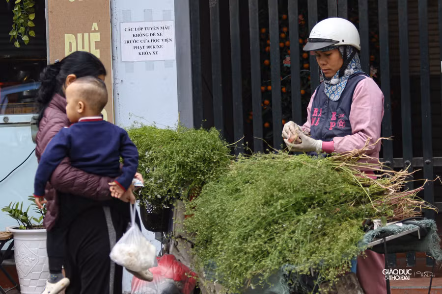 Mỗi bó mùi có giá dao động từ 10 đến 20.000 đồng tùy số lượng.