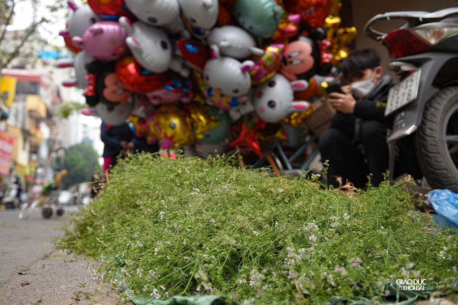 Không chỉ là một phong tục lâu đời, việc tắm bằng nước cây mùi già còn có tác dụng rất tốt về sức khỏe.