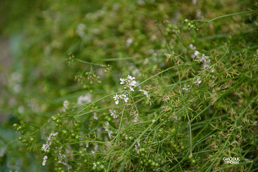 Trong Đông y, hạt mùi già có tác dụng tán thúc đậu sởi (bay nốt thủy đậu), trừ tà khí, khu phong, long đờm, chữa dạ dày, lợi tiểu.