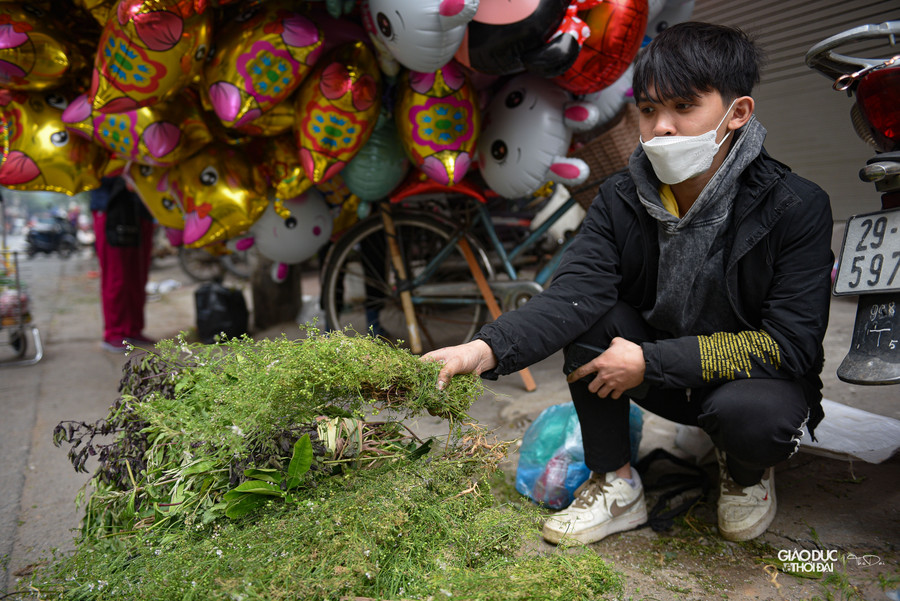Nước mùi già đun lên có thể tắm thường xuyên, tốt cho người có bệnh ngoài da nhờ tính sát khuẩn tốt.