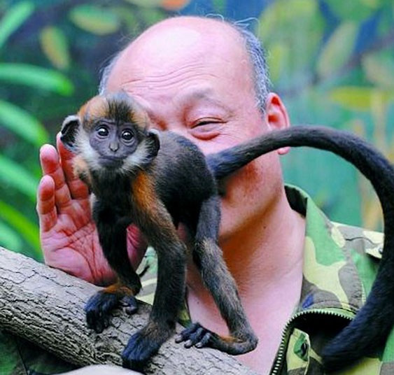 Zhang Bangsheng, a very dedicated Chinese zoo keeper, had to lick a constipated money’s bottom for over an hour after the three-month-old Francois Leaf monkey swallowed a peanut whole. The monkey showed signs of stomach problems and was unable to defecate. It was too young to be given laxatives so the only way to encourage it was by licking its behind (Zhang used warm water to clean the area before he began). His efforts were rewarded an hour later when the monkey defecated a single peanut.