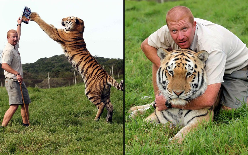 Ảnh động vật đẹp trong tuần ảnh 2 Ashley Gombert interacts with Shosho, a 250kg male tiger, at the Seaview Lion Park in Port Elizabeth, South Africa