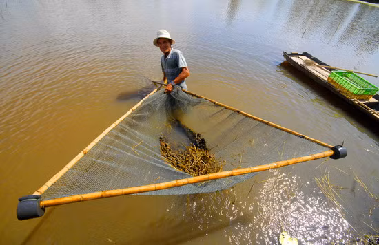 Nông dân ở huyện Cờ Đỏ- Cần Thơ sử dụng bàng cào tay có gắng điện để đánh bắt cá trên sông rạch