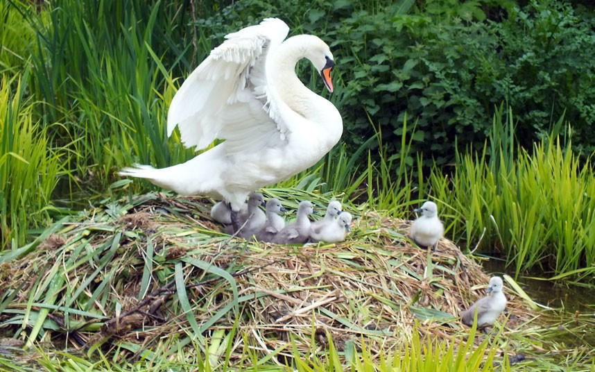 Ảnh động vật đẹp trong tuần ảnh 1 Trevor Moffet from Newtownards, Co Down took this photo of a mother swan with her eight cygnets born this week at Mount Stewart, a National Trust property in Northern Ireland, on the shores of Strangford Lough. If you have a photograph you