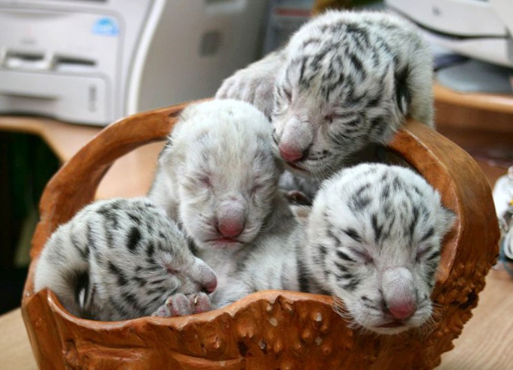 Ảnh động vật đẹp trong tuần ảnh 8 ..Four white tiger cubs, including a rare albino tiger, are seen at the Skazka Zoo in Yalta, Ukraine