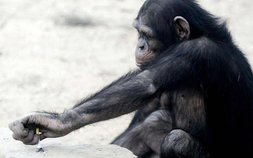 A chimpanzee stubs out a lit cigarette that was thrown to it by a tourist at Beijing Wildlife Park in China