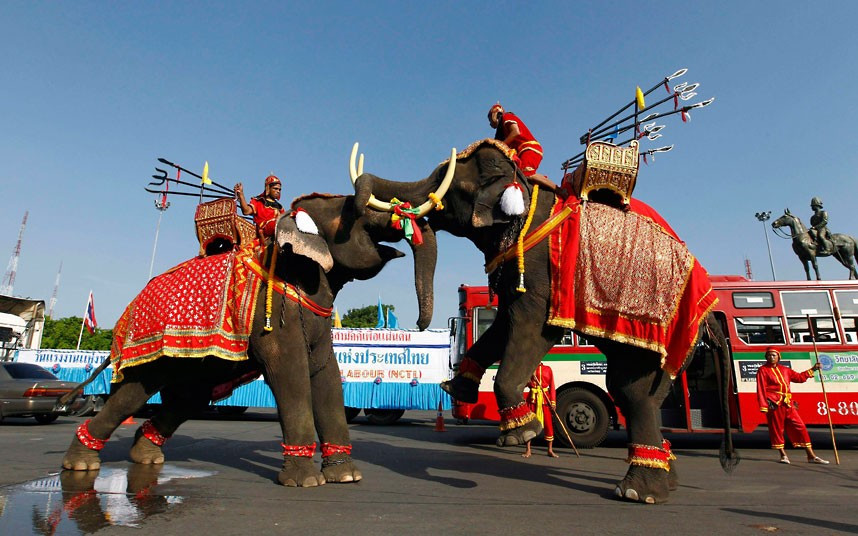 Ngày Quốc tế lao động trên khắp thế giới ảnh 4 Elephants perform during a May Day rally at the Royal Plaza in Bangkok
