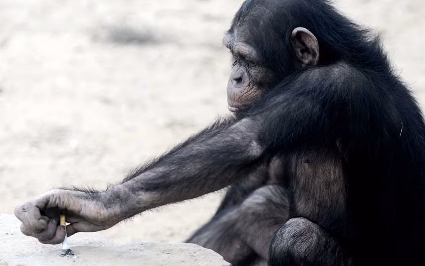 A chimpanzee stubs out a lit cigarette that was thrown to it by a tourist at Beijing Wildlife Park in China