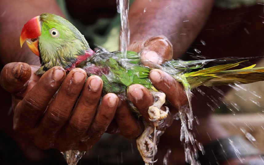 Ảnh động vật đẹp trong tuần ảnh 6 A villager bathes a parrot by holding it underneath a tap after it fell from a tree on a hot afternoon on the outskirts of Bhubaneswar, India