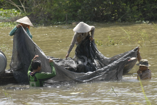 Sử dụng lưới dày để làm đáy đánh bắt cá trên sông Hậu, đây cũng là kiểu đánh bắt tận diệt nguồn thủy sản nước ngọt