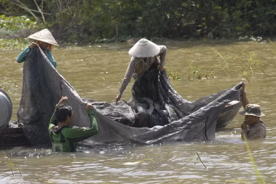 Sử dụng lưới dày để làm đáy đánh bắt cá trên sông Hậu, đây cũng là kiểu đánh bắt tận diệt nguồn thủy sản nước ngọt
