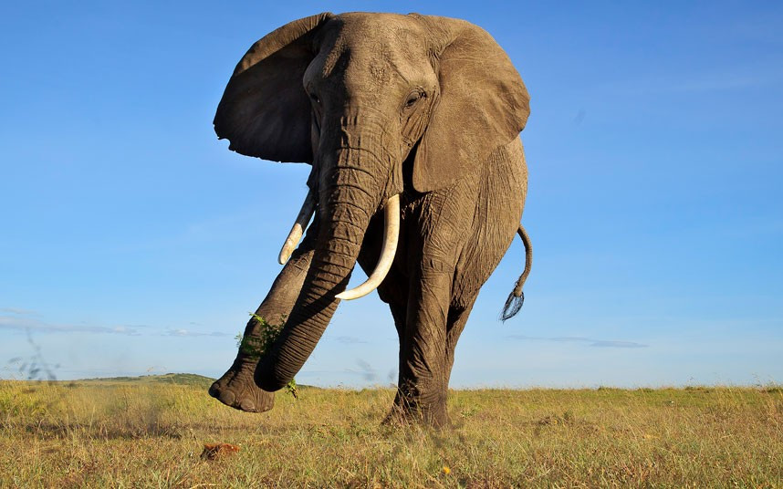 An elephant does a jive in Masai Mara, Kenya. Photographer David Lloyd captured the image by suspending a camera attached to a monopod upside down outside of the vehicle.