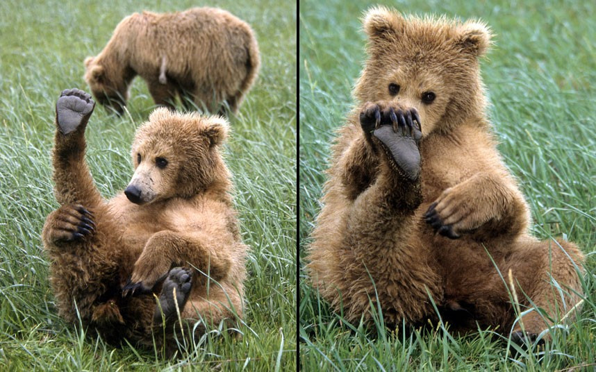 This bear cub seems to be wondering where a certain pong is coming from. Having a great sense of smell has its drawbacks as shown by this curious bear cub who seems to be checking himself for a strange smells. US photographer Daniel J Cox spotted the cub along the coastal mainland in Alaska.