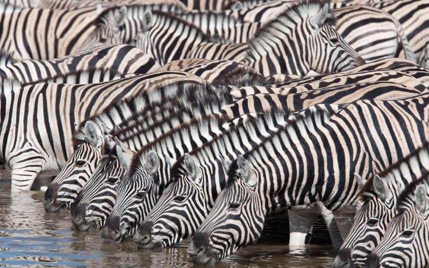 A herd of zebras drink at a waterhole in Etosha National Park, Namibia. Wildlife photographers Ann and Steve Toon from Hexham, Northumberland, captured the scene. Ann said: It was particularly amazing to see so many zebras there in the national park. Because of heavy rainfall, the herd was twice the size we anticipated - we had never seen quite so many before. Steve added: We really like photographing zebras because we can take colour out of the equation and think about the animals as if they are patterns.