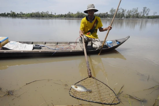 Những kiểu tận diệt thủy sản ở ĐBSCL