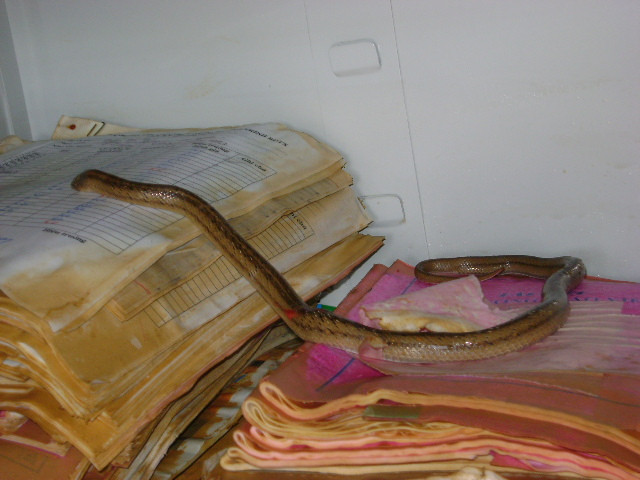 &quot;Hậu lũ&quot; tại một trường tiểu học ảnh 7